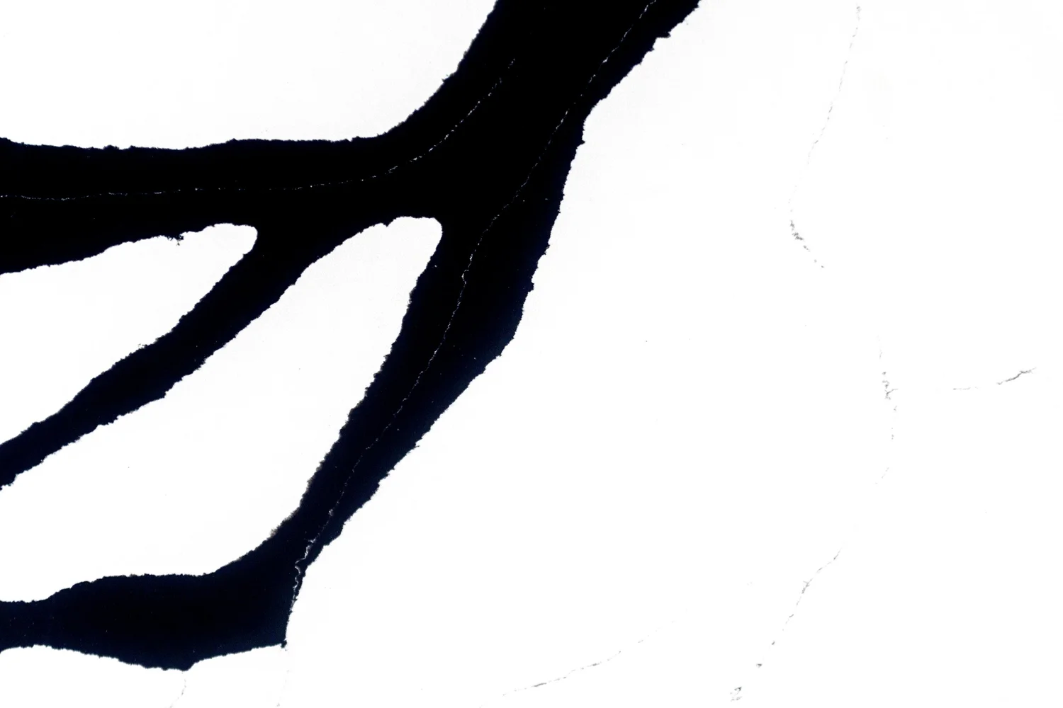 Ferrara+Blacl+close+up+2